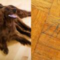 Cómo disimular y reparar arañazos de mascotas en tu parquet