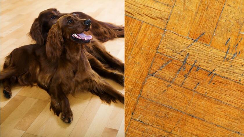 ¿Suelo dañado por tus mascotas? Descubre cómo arreglar el parquet rayado y quitar arañazos de perro en Hospitalet de Llobregat. ¡Devuelve el brillo a tu hogar!